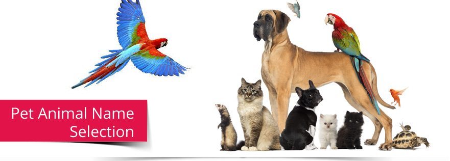 Pet Animal Name Selection - My Numerology